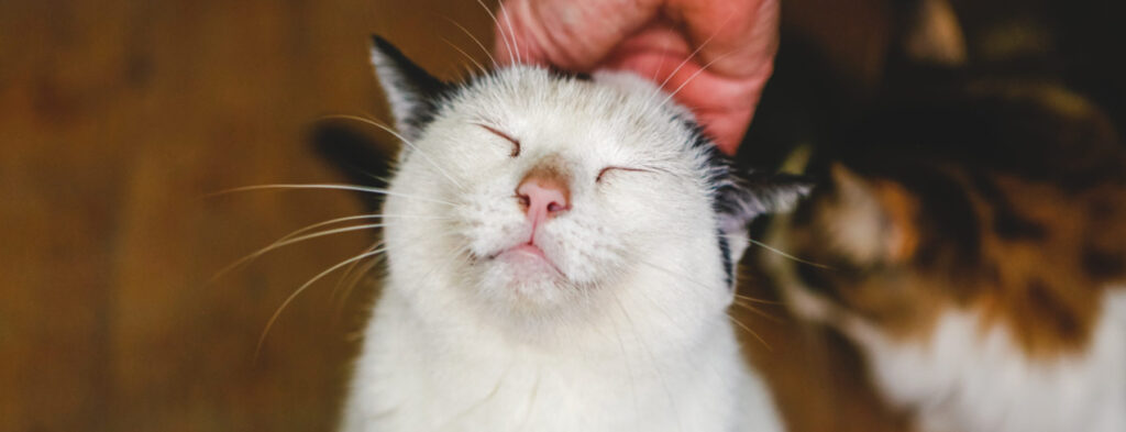 Cuidado felino: cómo reducir el estrés en gatos y mejorar su bienestar diario