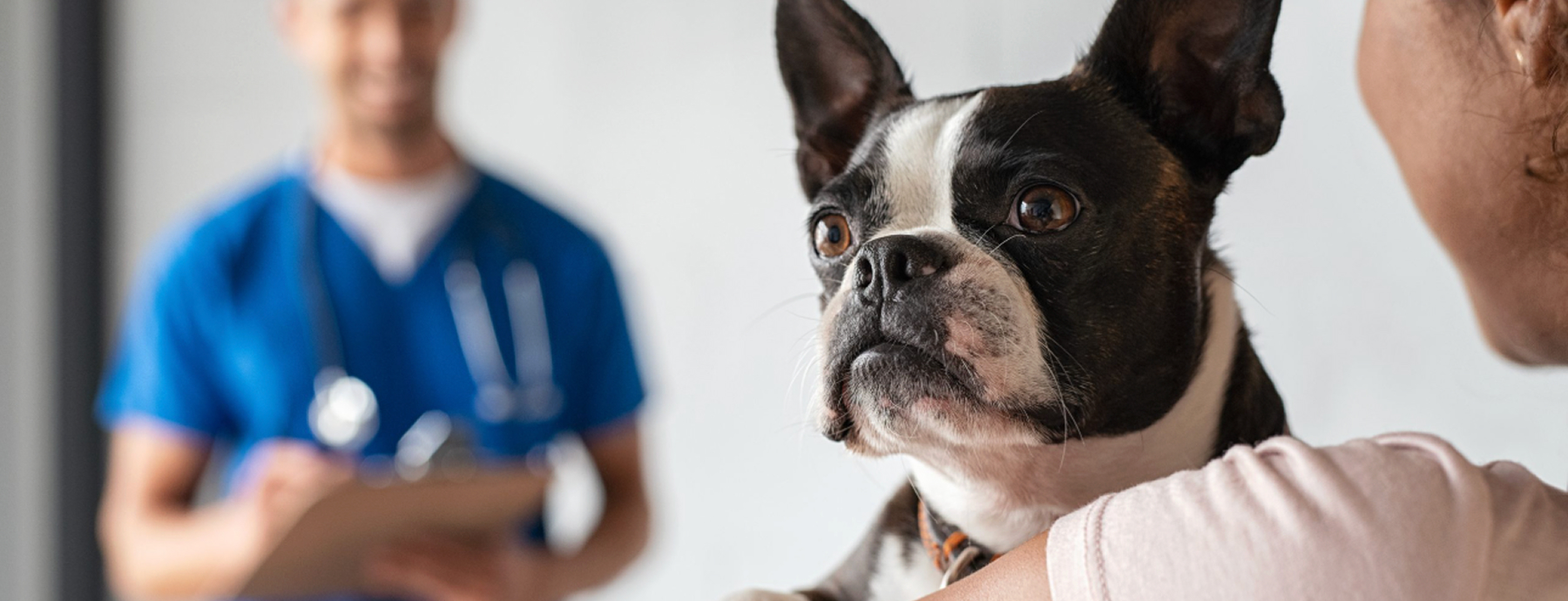 ¿Por qué elegir Dogtor’s Cat como tu hospital veterinario?