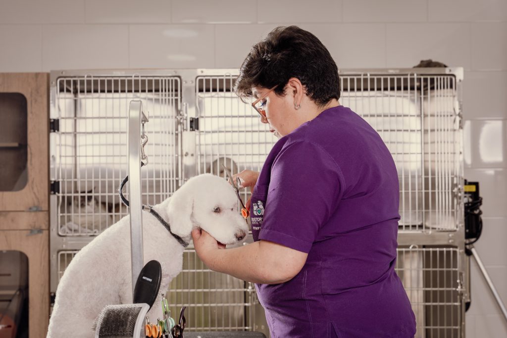 ¿Qué incluye un buen servicio de peluquería para tu mascota?